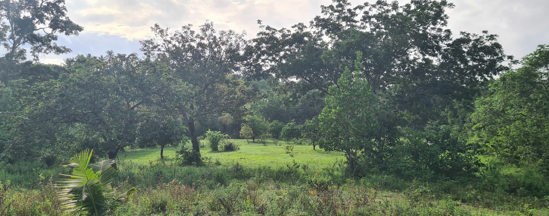 Established woodland