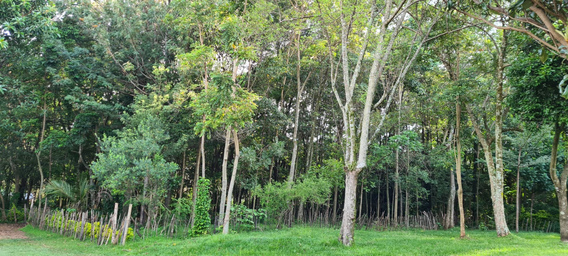 Tall mixed indigenous trees behind a wooden fence, viewed across a lawn from the homestead