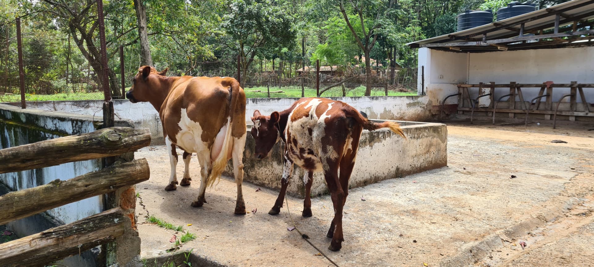 Two dairy cows standing on a concrete yard beside a feed trough and shed at the resource centre