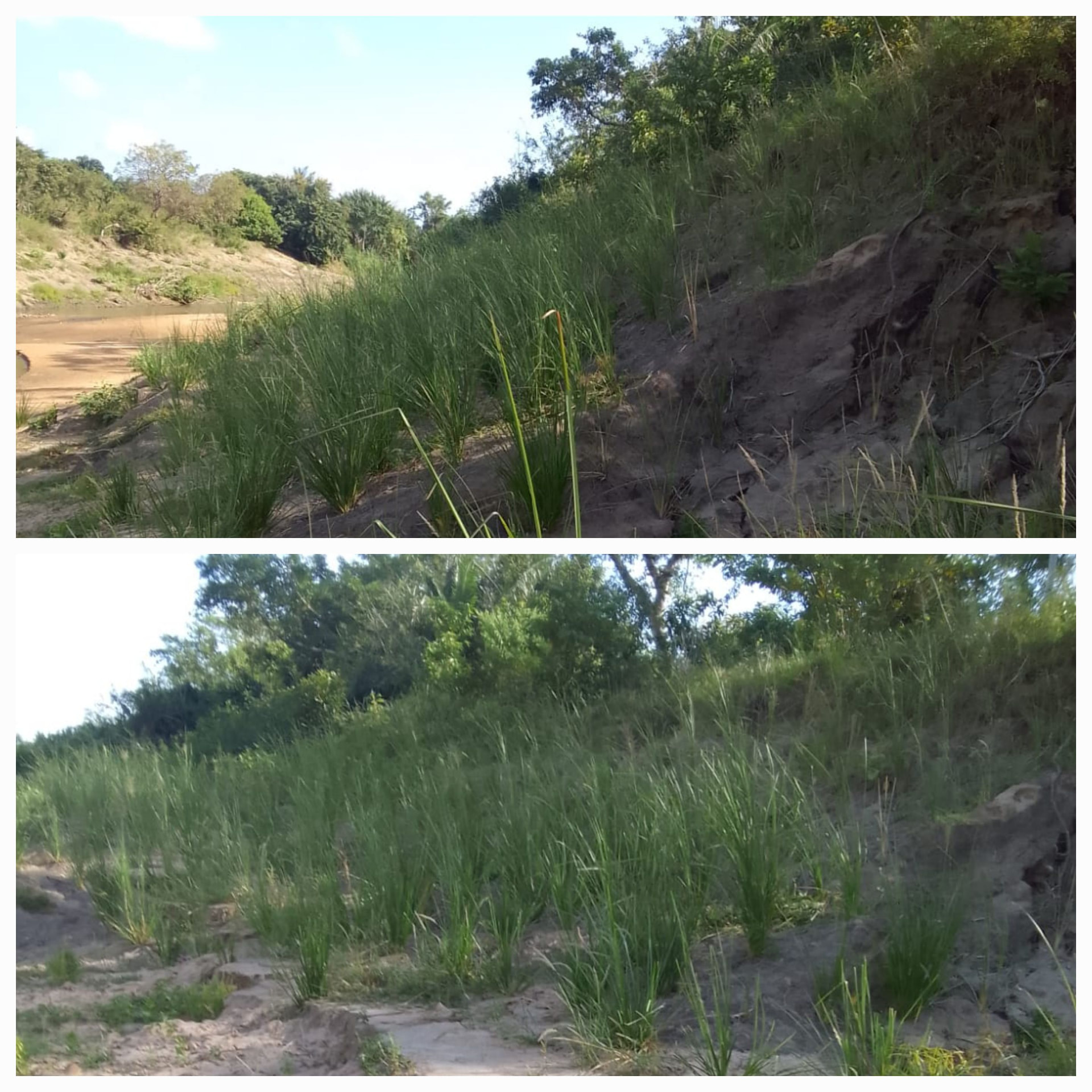Vetiver established