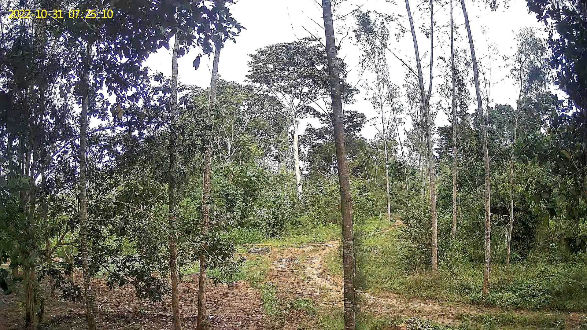 Forest establishing