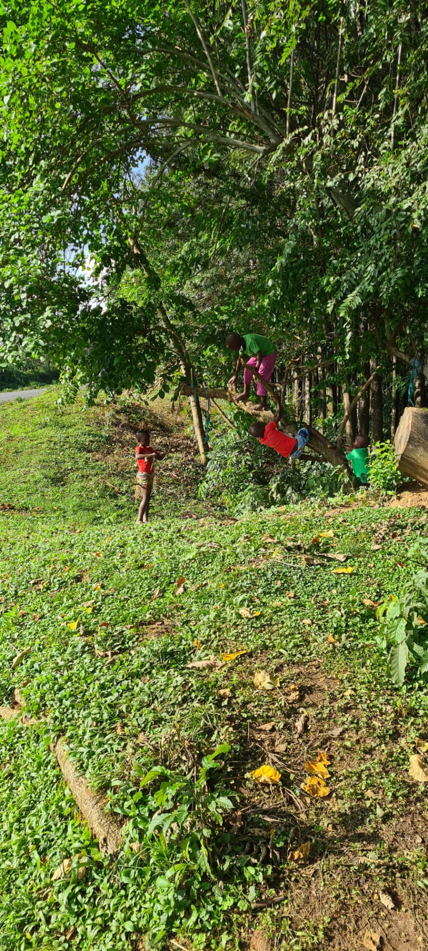 Neighbourhood children setting up swings and playing freely among the trees at one of the Mary Munei Community Resource Centre woodlots