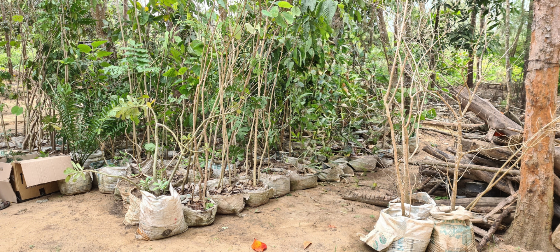 Seedlings donation ready for planting