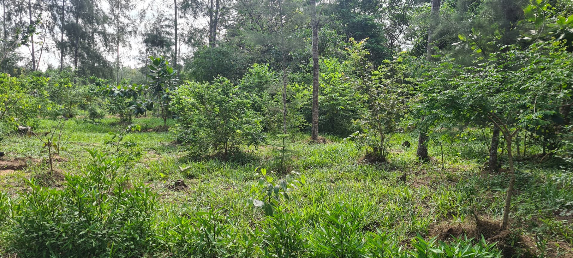 Mixed woodlot