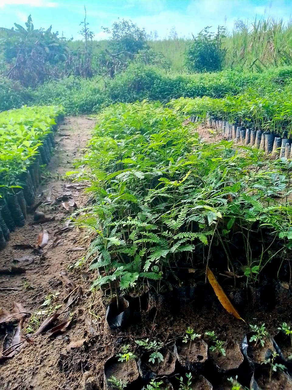Community seedling nursery