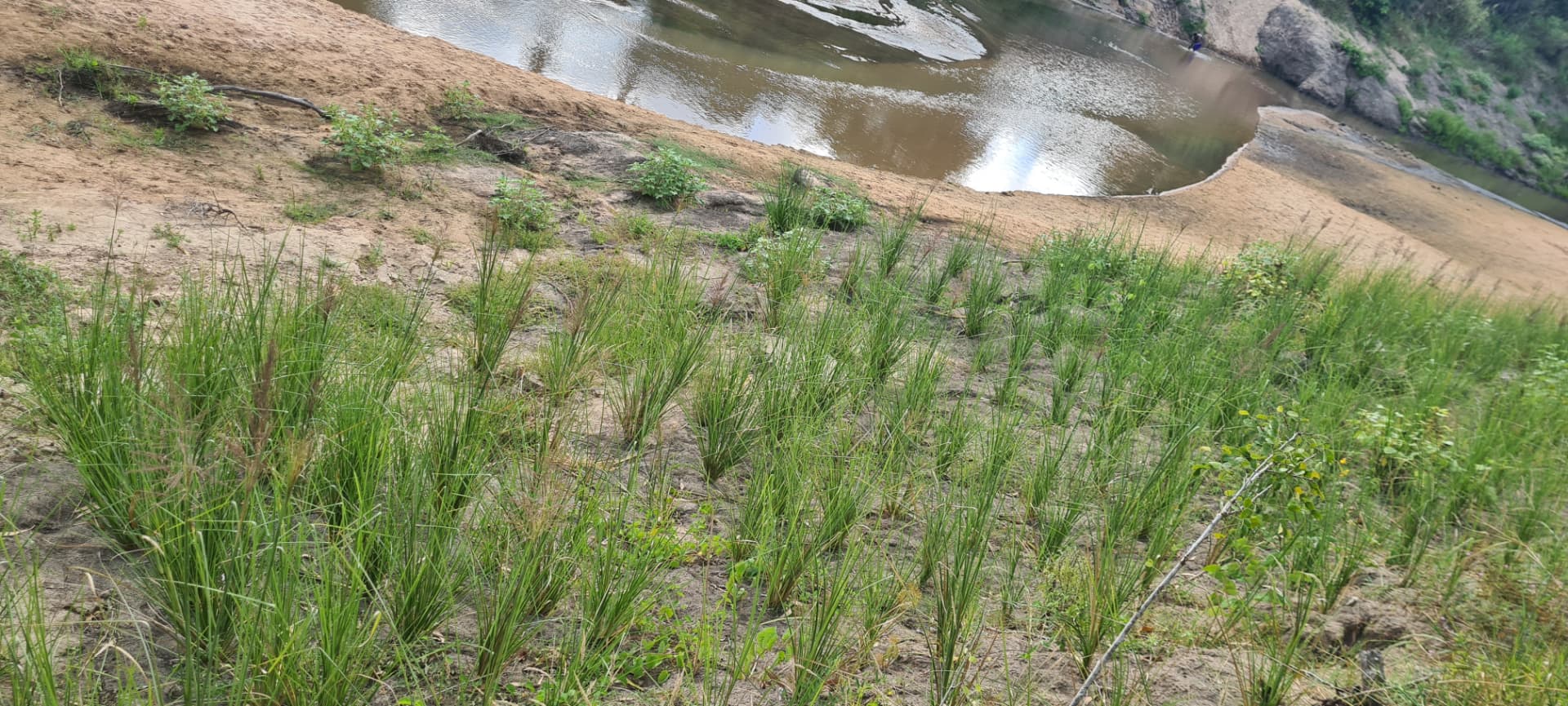 Vetiver on the riverbank