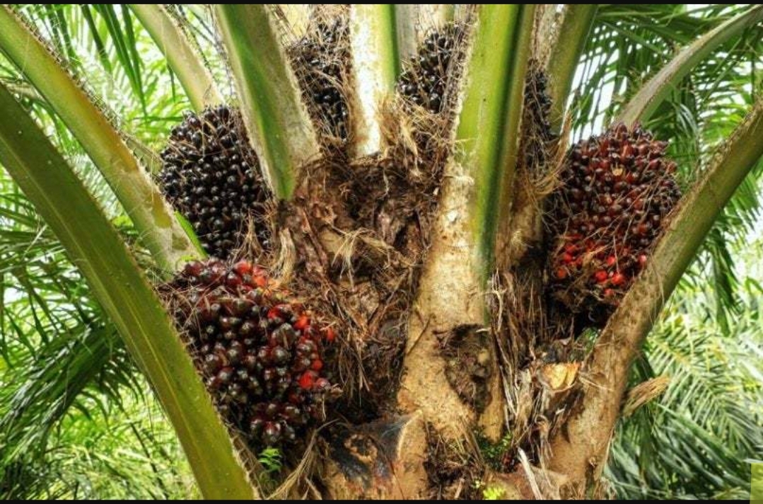 Clusters of ripening oil palm fruit on a palm tree in a demonstration plot