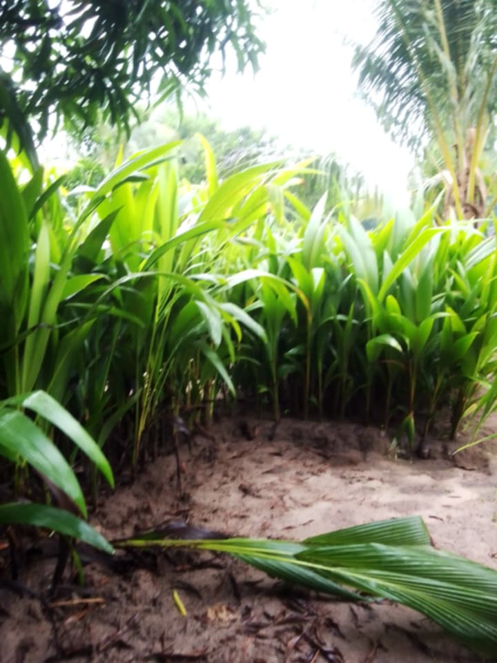 Coconut seedlings for agroforestry
