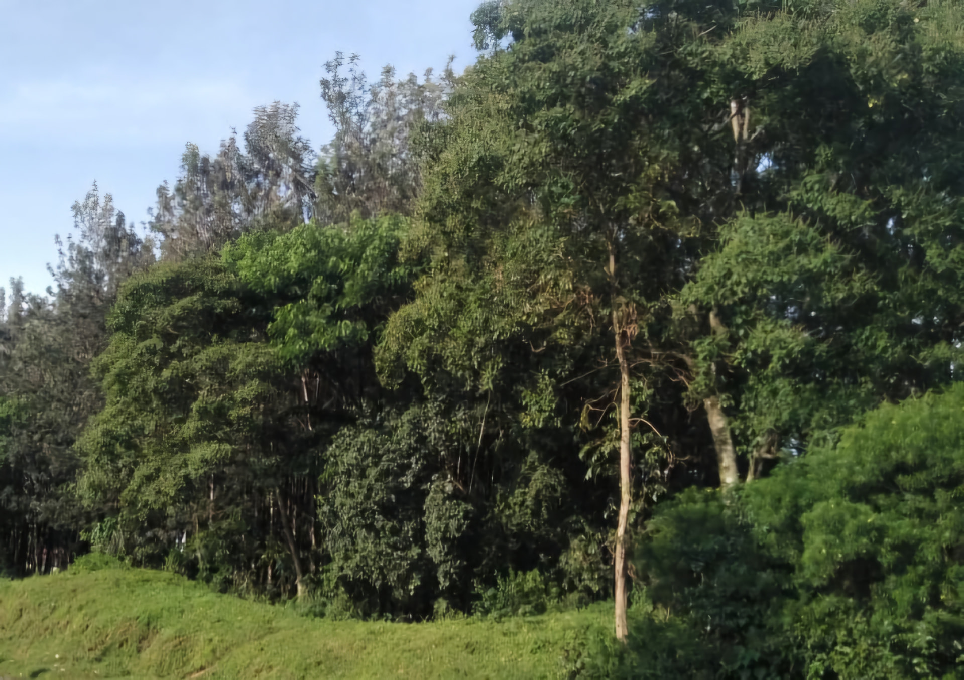 Dense forest canopy in Bungoma County