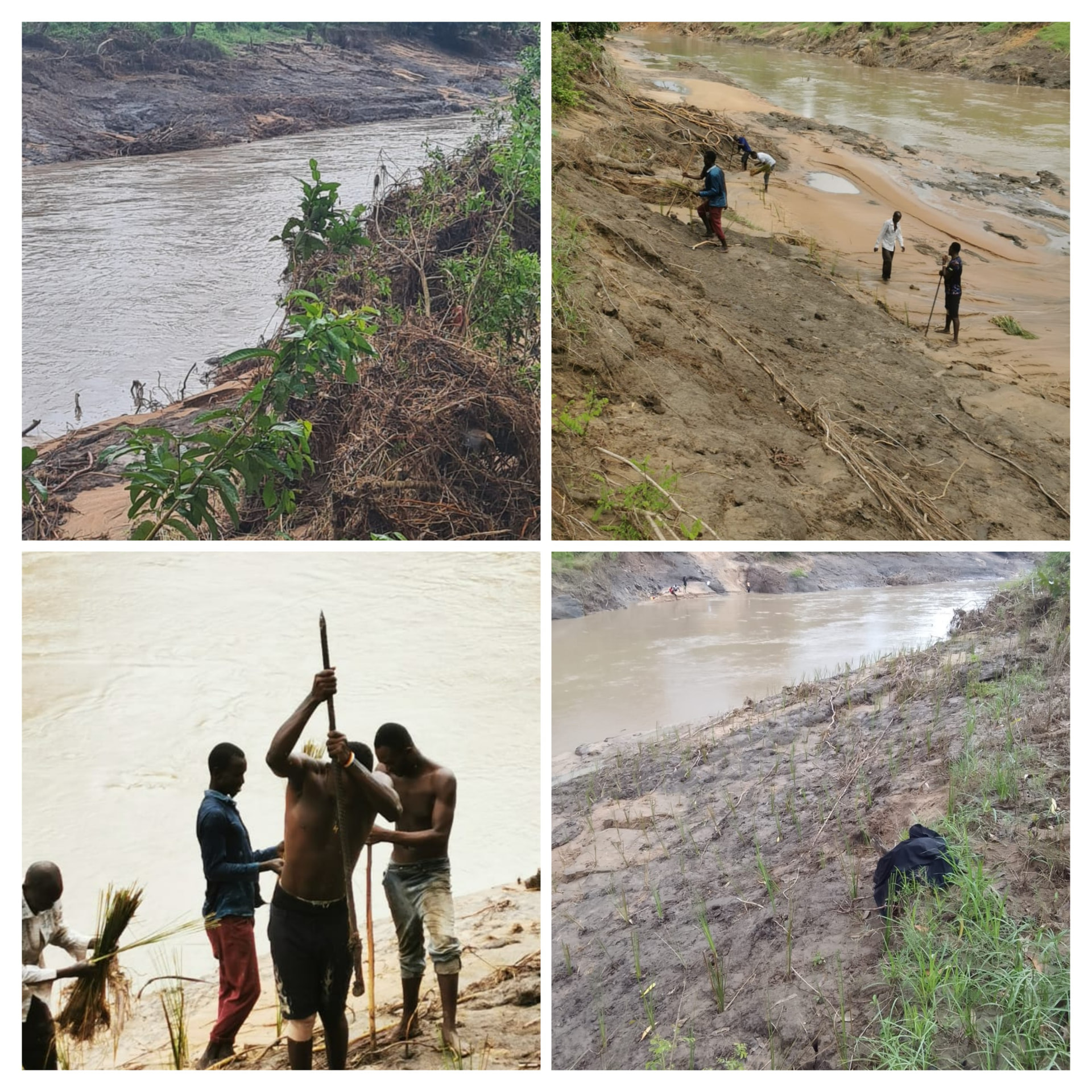 Riverbank rehabilitation