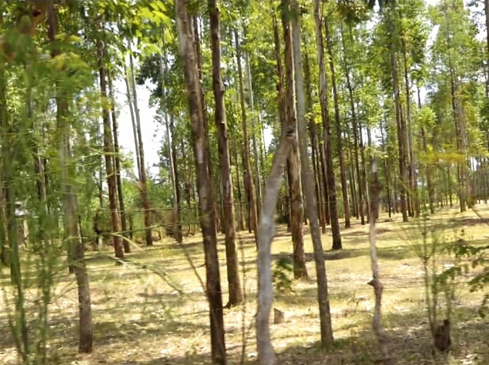 An established woodlot of tall slender trees at Sanandiki Primary School