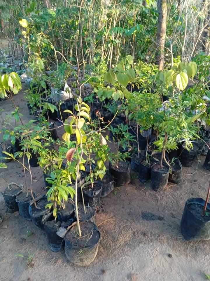 Seedlings ready