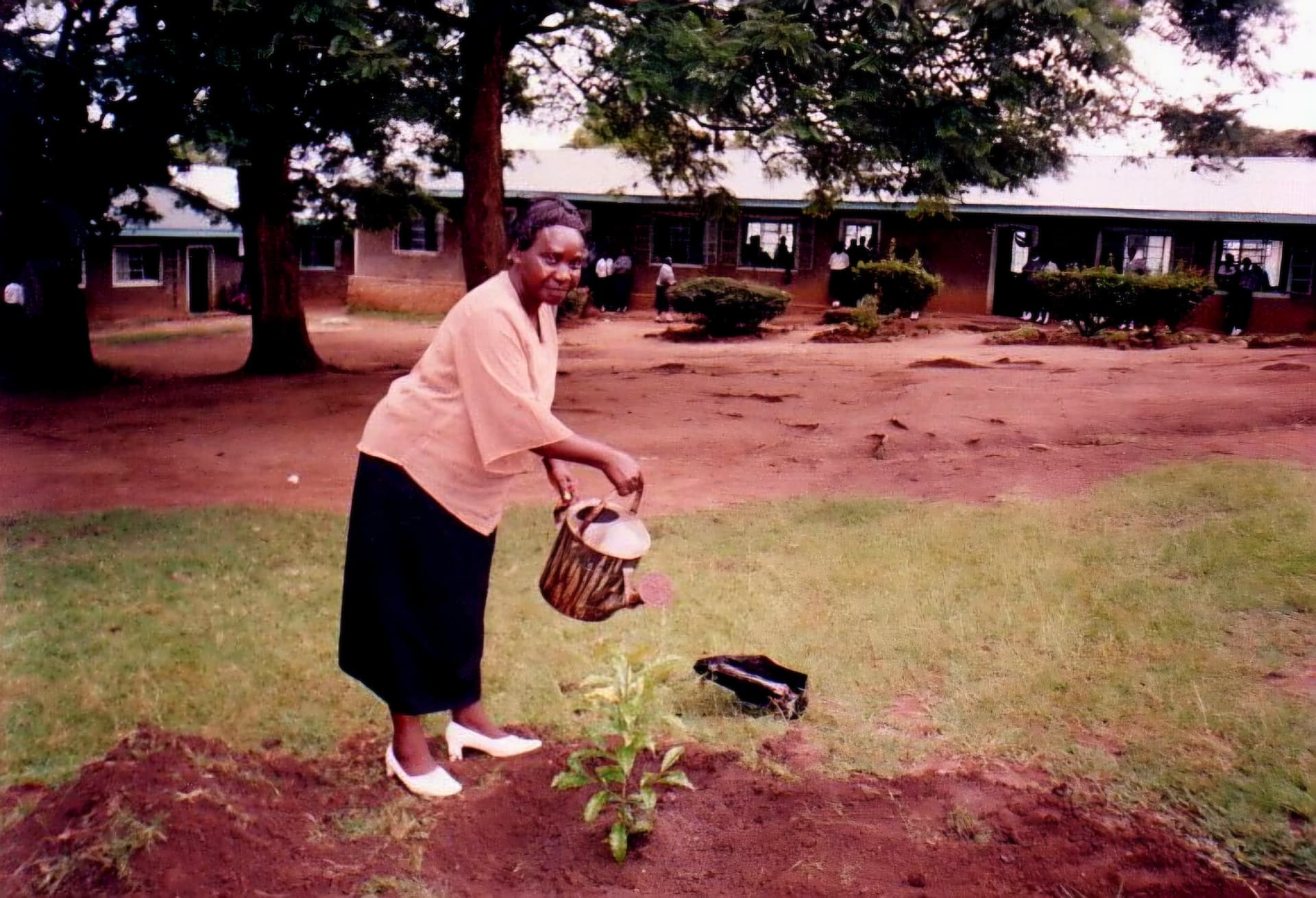 An official watering a newly planted seedling with a kettle in a school compound