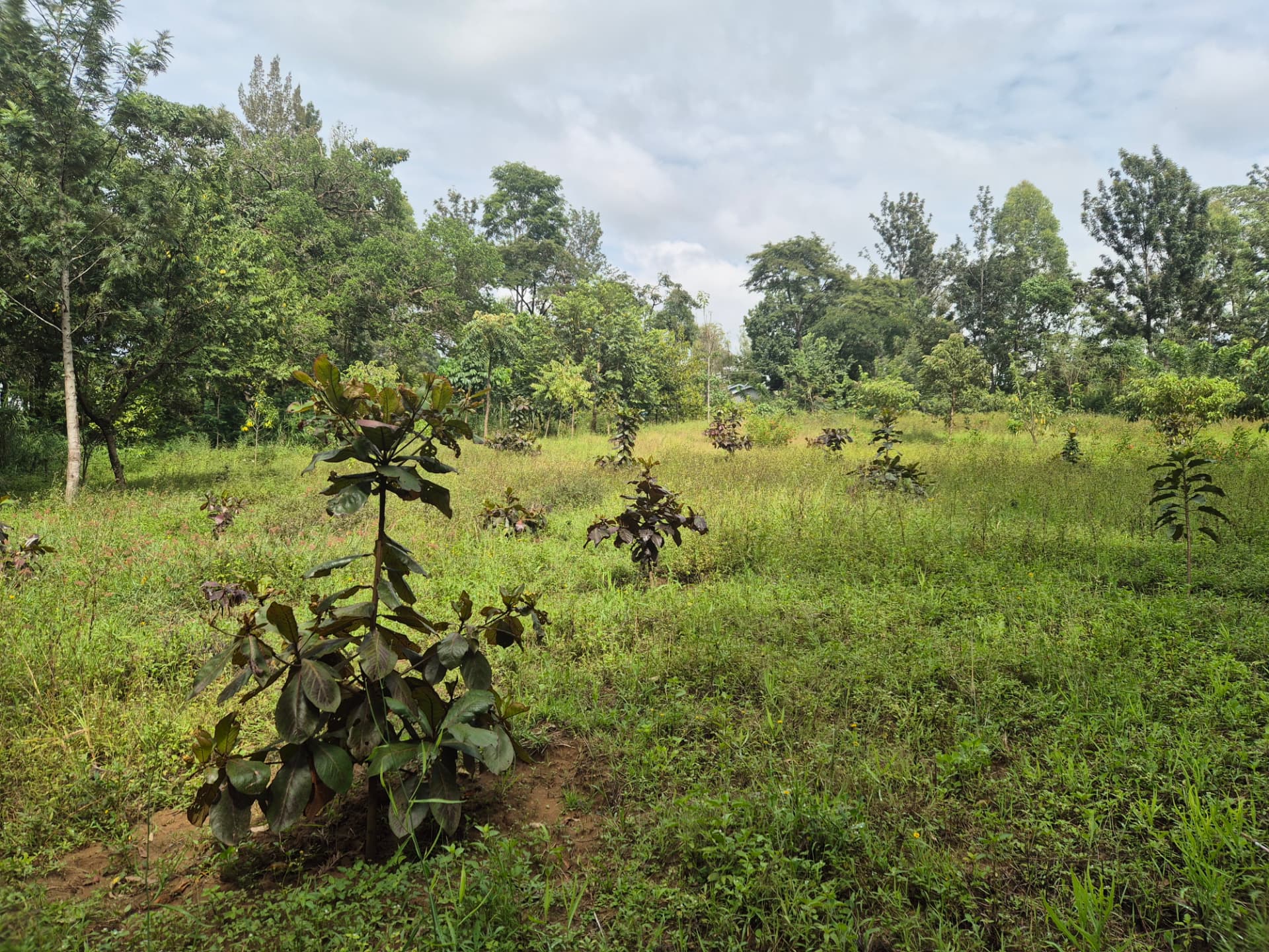 Young indigenous trees planted in the urban forest cluster adjacent to Mary Munei's original two-acre demonstration plot
