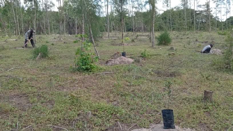 A planting day